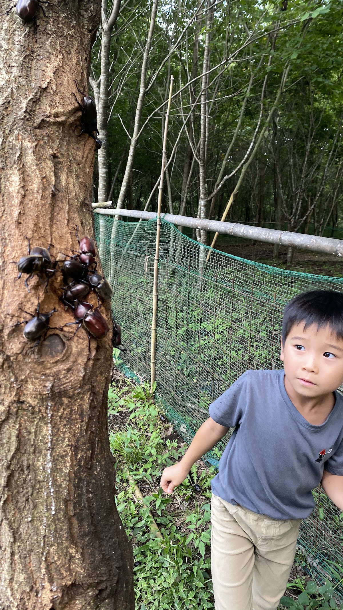 里山パークおいらの森の実際の写真