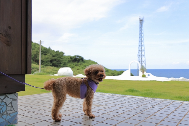 The earth with dogsの実際の写真