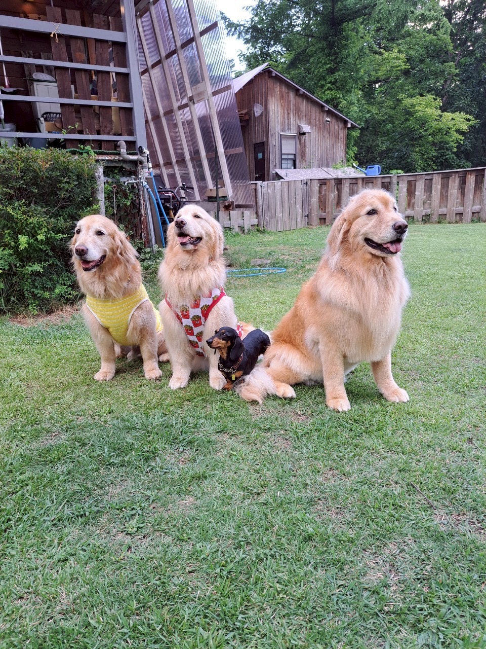 Romperdog Run&Siteの実際の写真