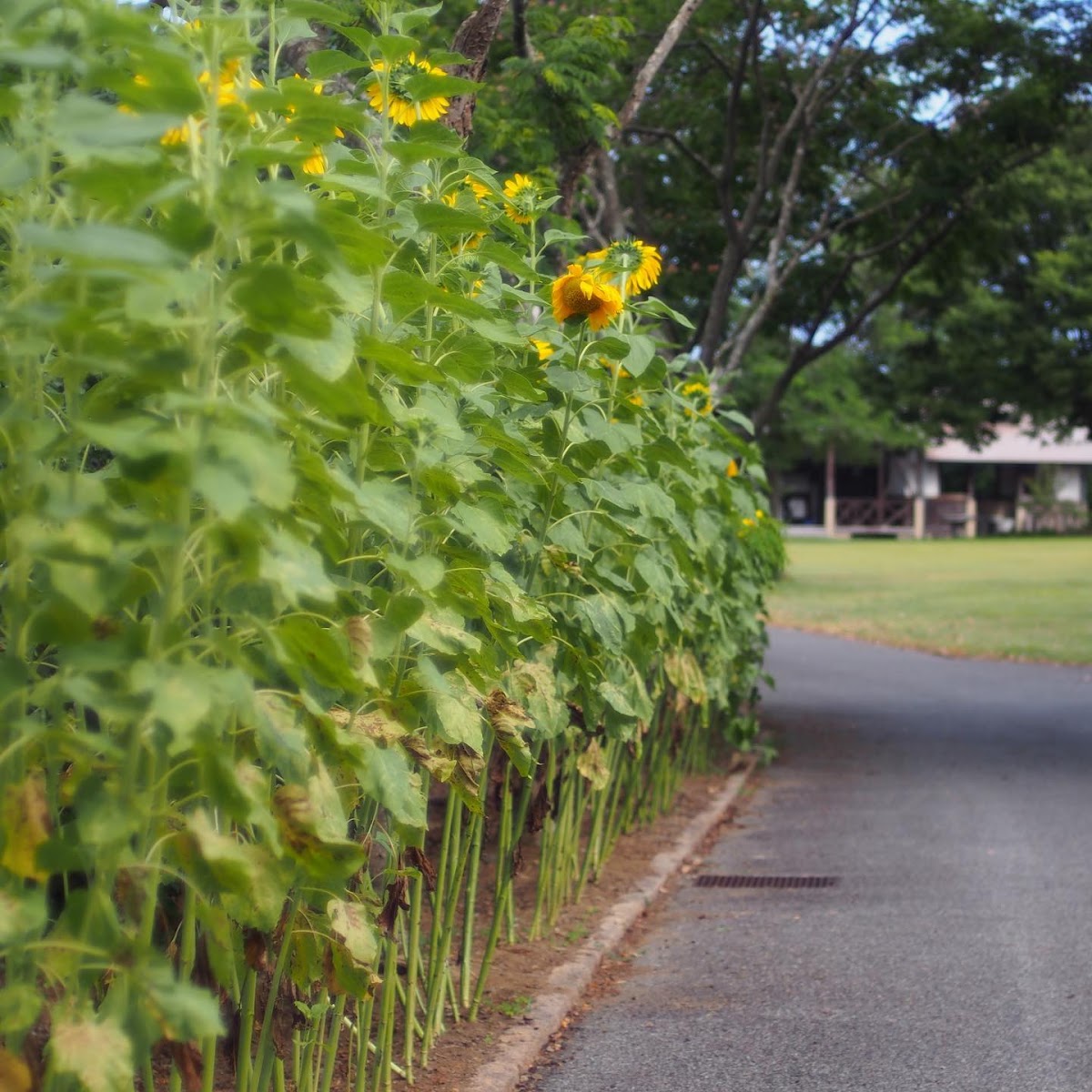 鉢ヶ崎オートキャンプ場の実際の写真