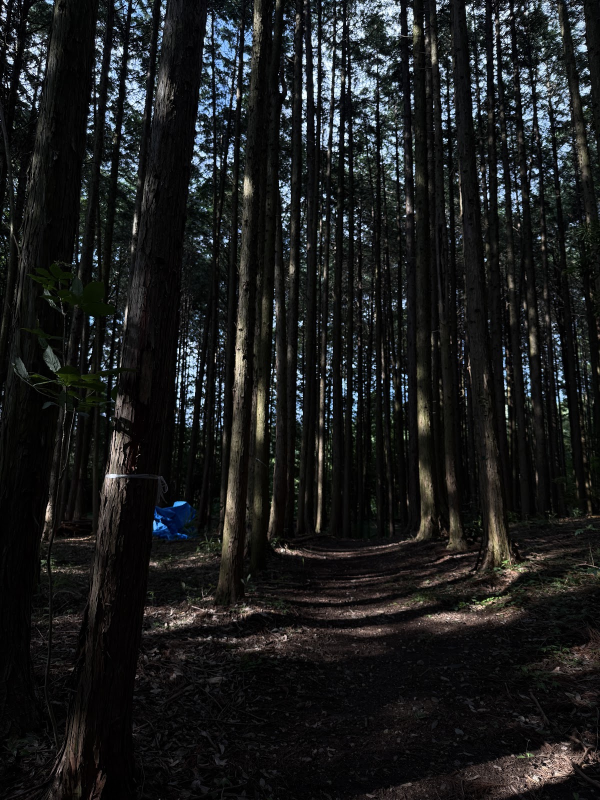 里山グランピングむすびの実際の写真