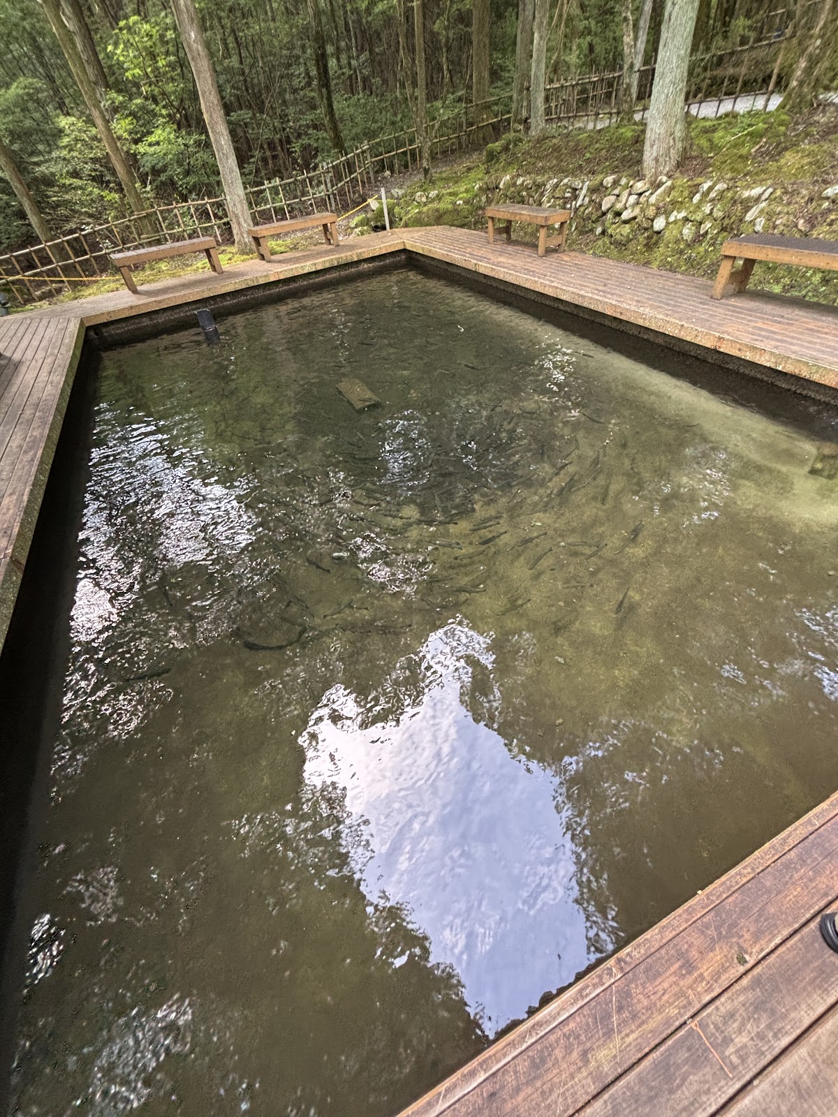 設楽オートキャンプ場 山側の実際の写真