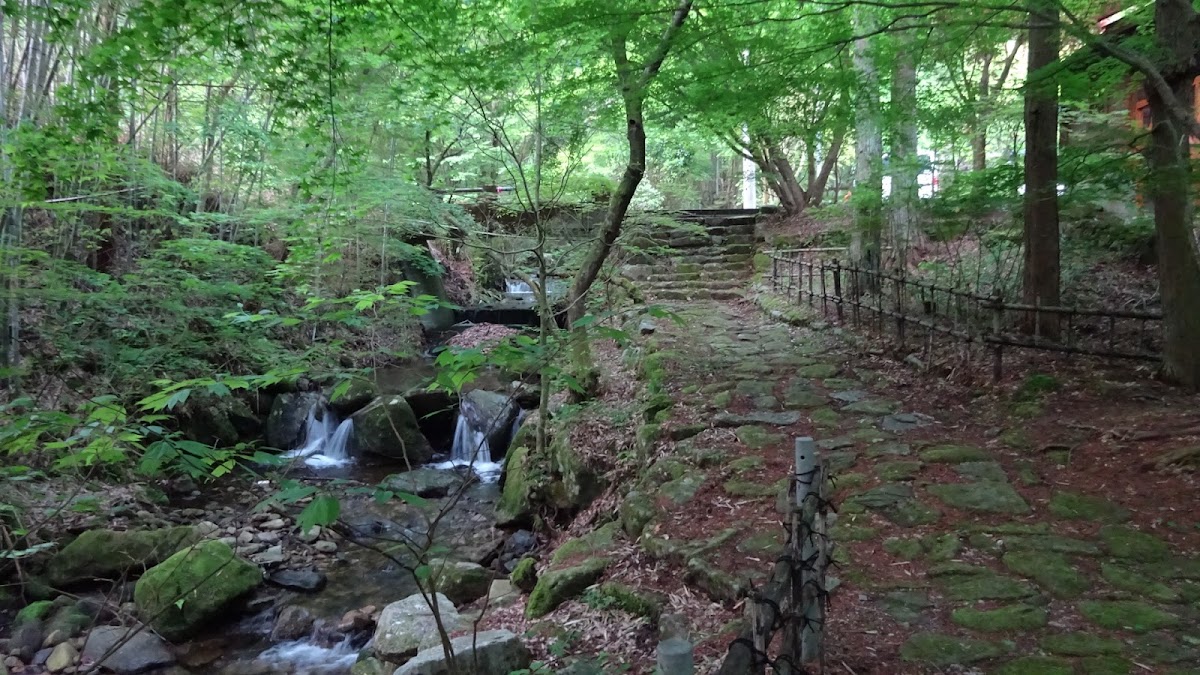 設楽オートキャンプ場 山側の実際の写真
