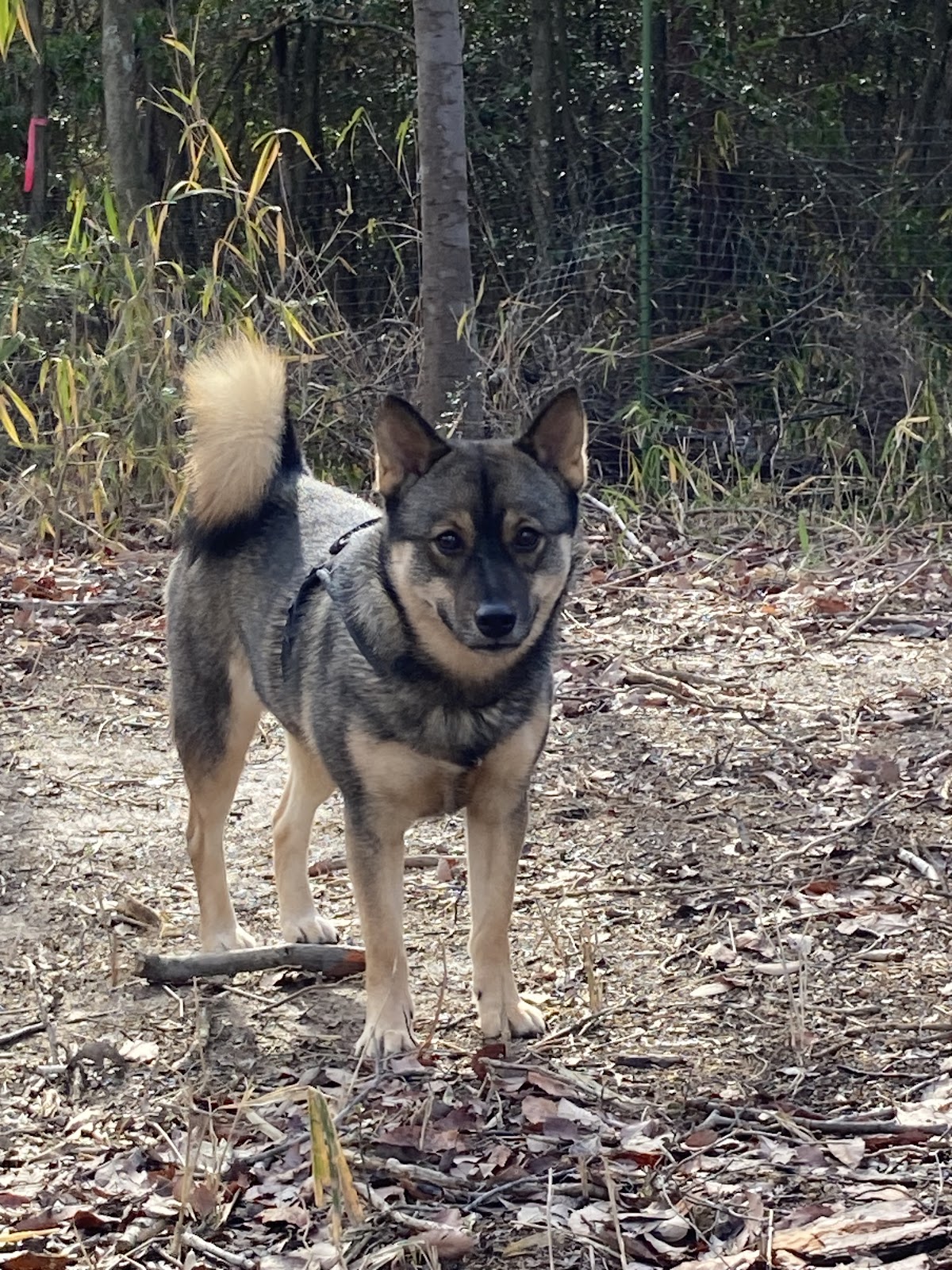 AINO AINO HILLS camp dogrunの実際の写真