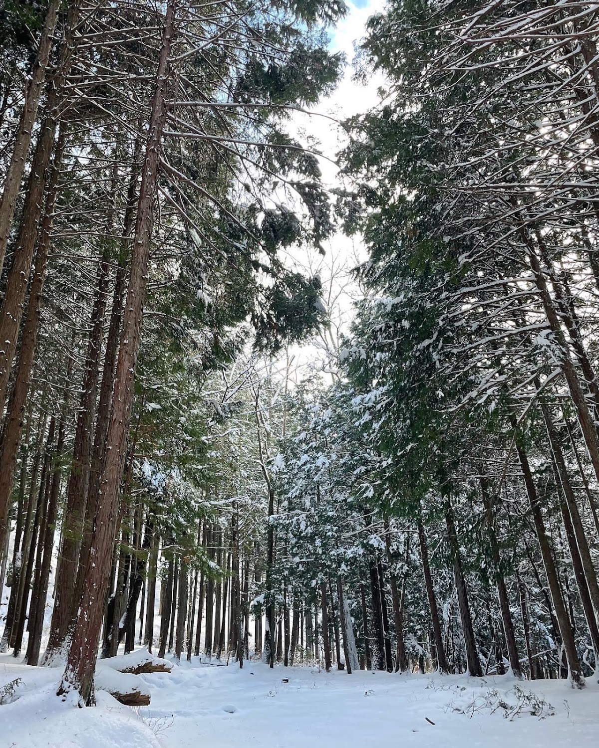 キャンプ場 森喫(しんきつ)の実際の写真