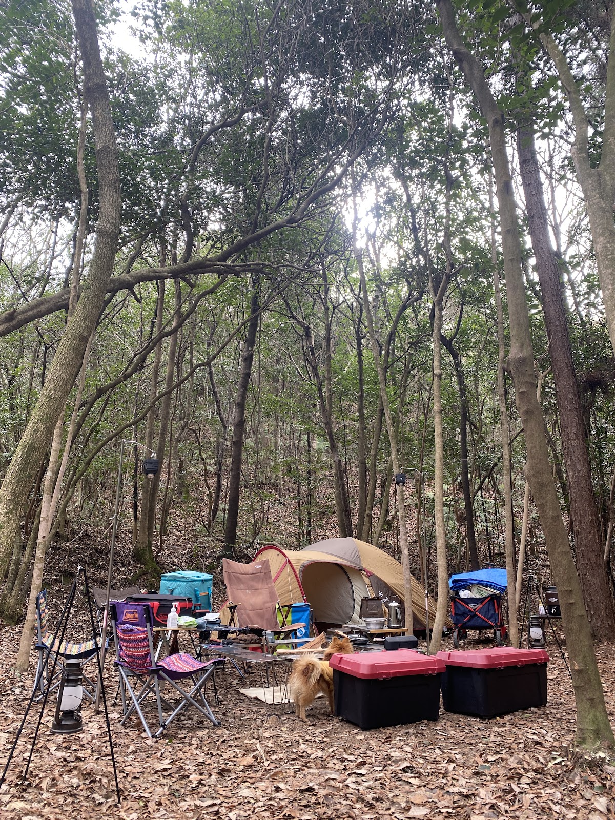 スゼンジハウスの実際の写真
