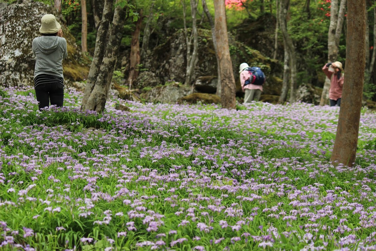四国山岳植物園 岳人の森キャンプ場の実際の写真