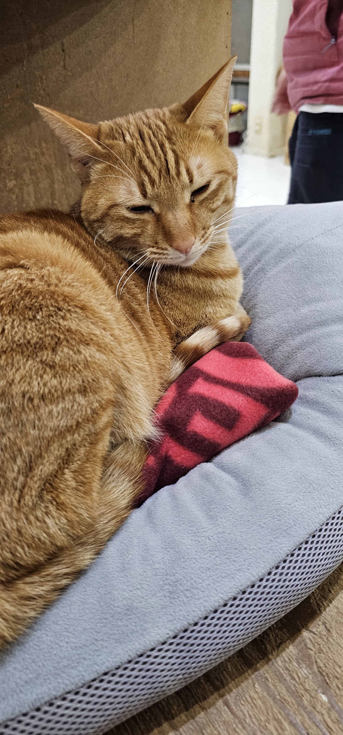 ペットの里の実際の写真