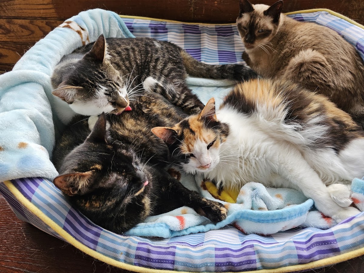 ペットの里の実際の写真