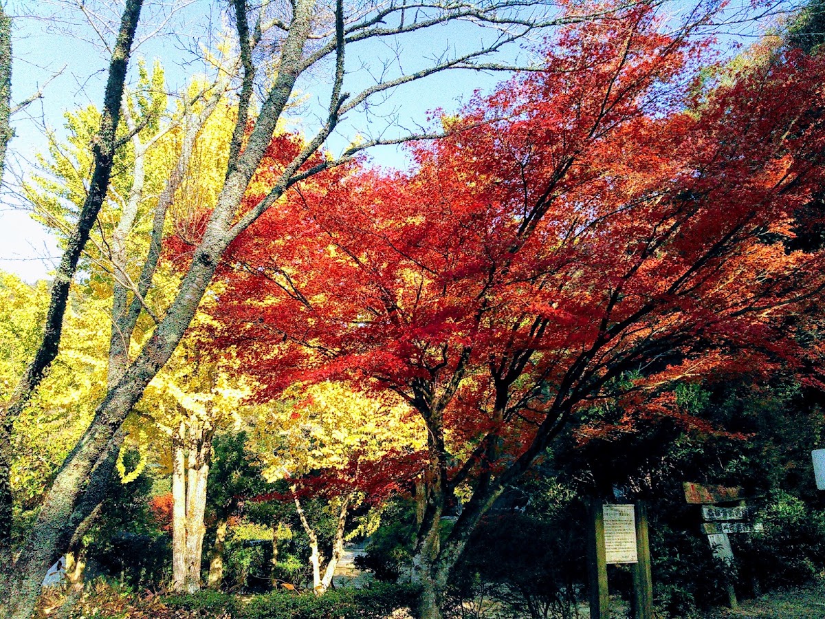 Tatutaの森の実際の写真