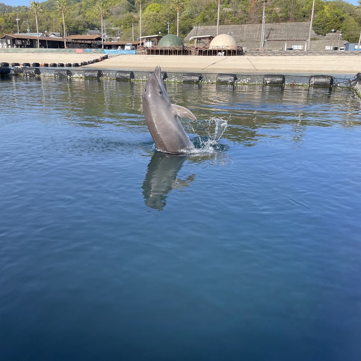ドルフィンファーム オートキャンプ場の実際の写真