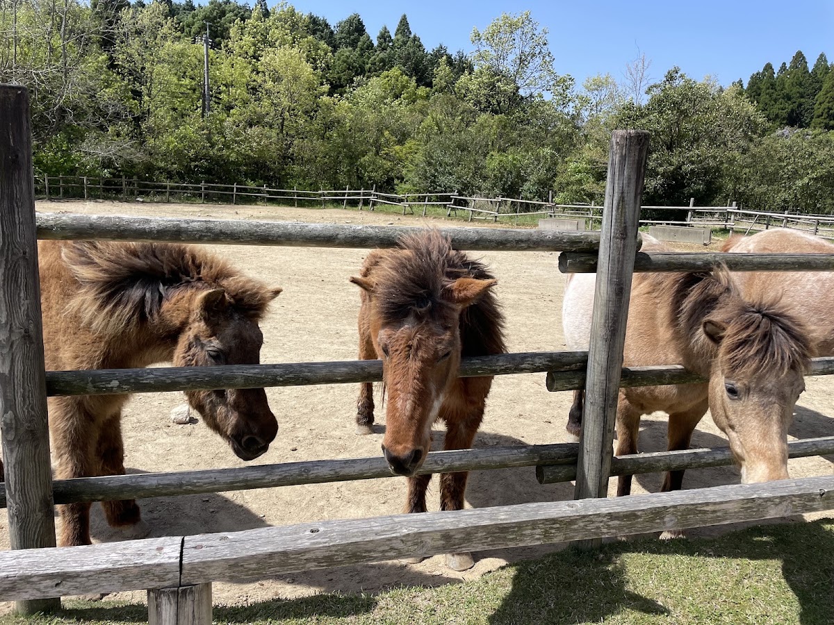 三瀬ルベール牧場どんぐり村の実際の写真
