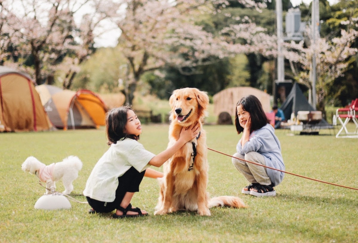TENTEN CAMPFIELDの実際の写真