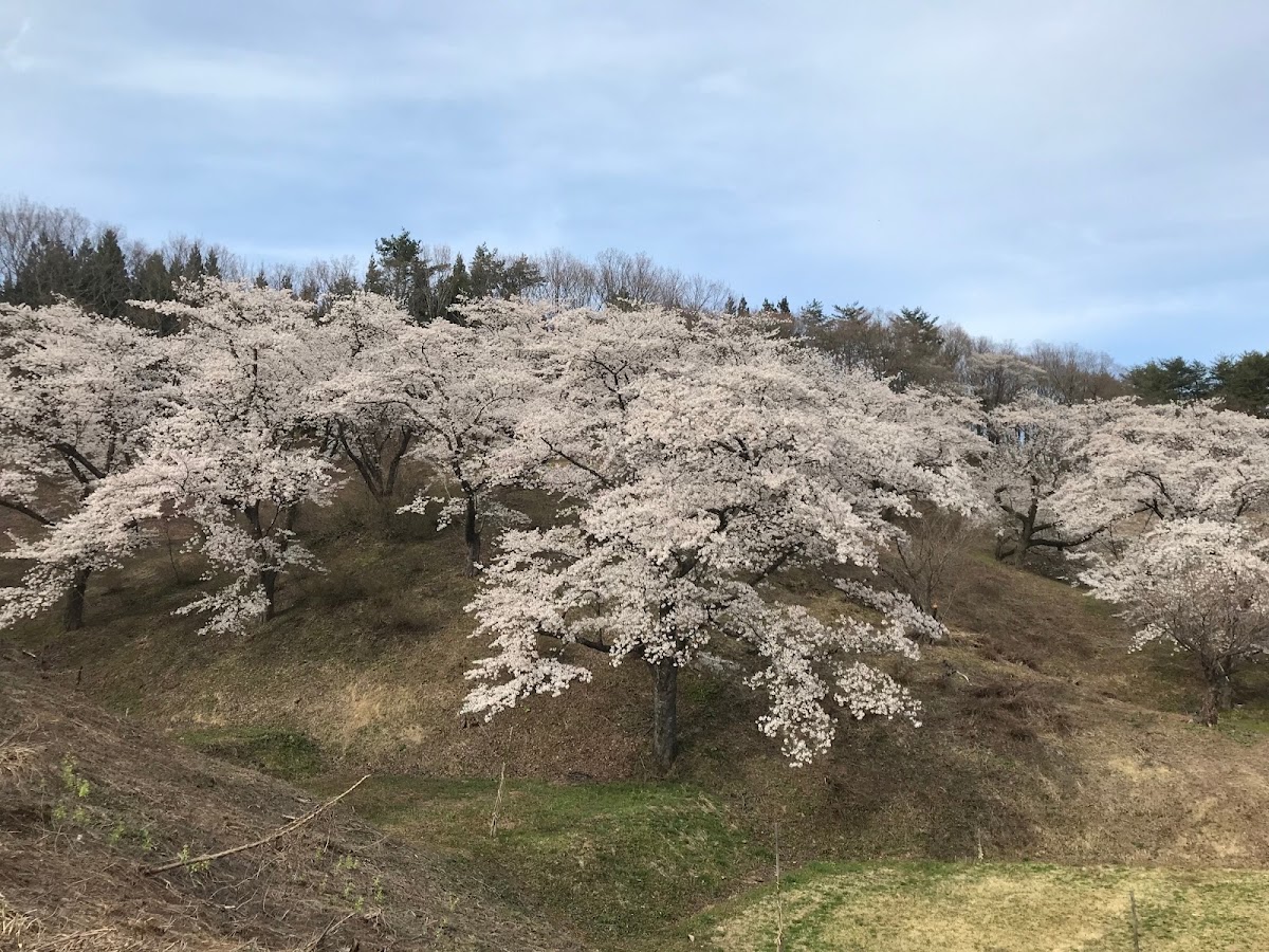 八塩いこいの森の実際の写真